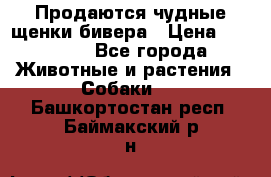 Продаются чудные щенки бивера › Цена ­ 25 000 - Все города Животные и растения » Собаки   . Башкортостан респ.,Баймакский р-н